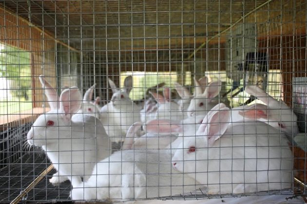 На зайците трябва да бъдат осигурени такива условия на отглеждане и хранене, че те да не се нараняват и да не проявяват канибализъм