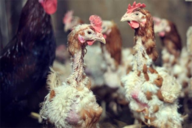 Младите кокошки линеят бързо и наведнъж и след два-три месеца имат нова топла премяна