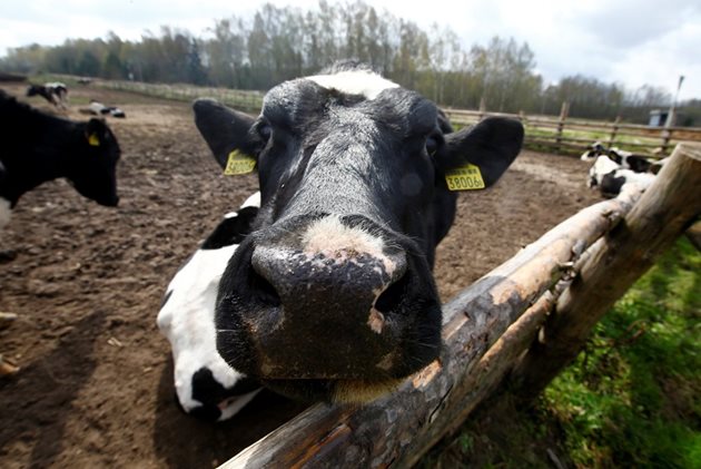 Кравите са опитомени преди повече от 10 000 години СНИМКА: Ройтерс