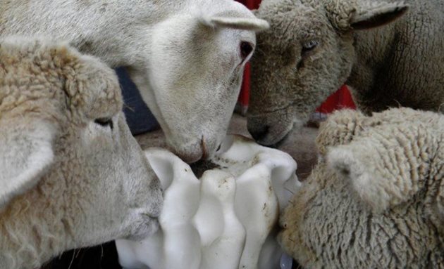 Осигурете на бременните овце солно-минерални блокчета за лизане