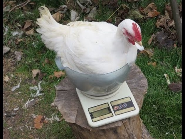 В продължение на 6-7 седмици пилетата бройлери растат много бързо и достигат кланично тегло от 1,5-2 кг