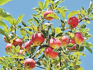 Ябълковият плодов червей е основен неприятел