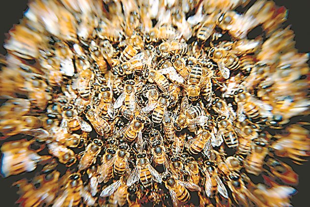 И през ноември при хубаво време пчелите ще разпуснат кълбото. Те ще направят облитане, с което прочистват храносмилателната си система и по този начин облекчават зимуването си.