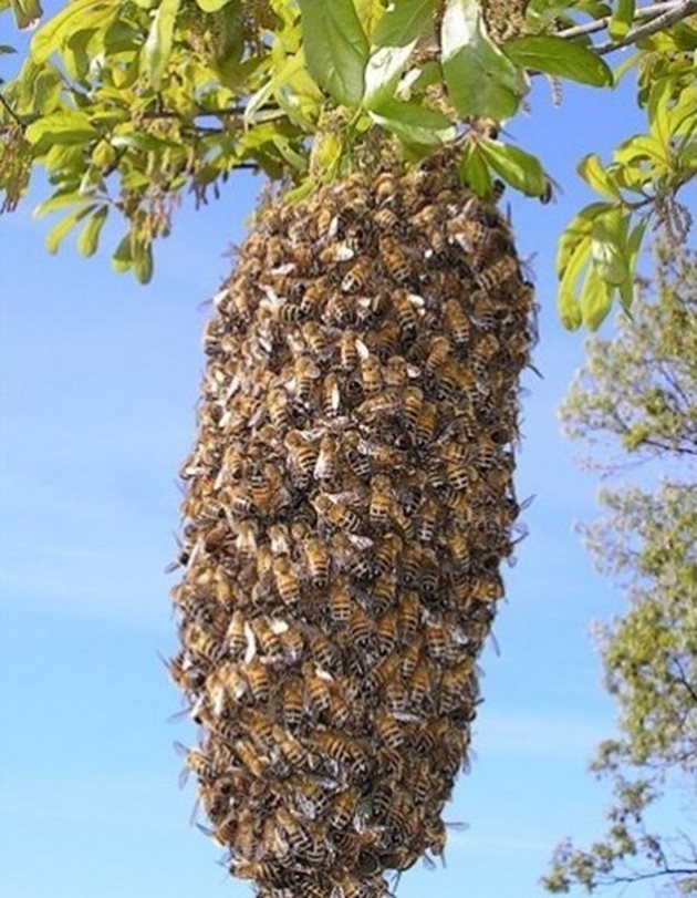 В резултата на естественото роене в повечето случаи роилите се пчелни семейства не само че не дават мед, но и невинаги могат да се запасят с храна за зимата. А при излизане на няколко роя от едно семейство те са много слаби и обикновено загиват през зимата.