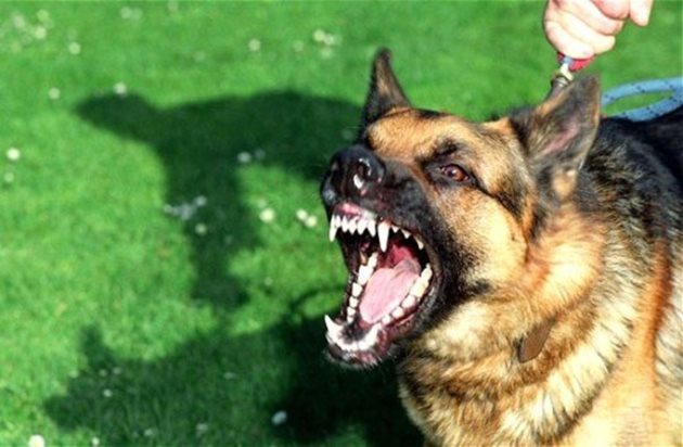 Мъжките кучета са по-агресивни