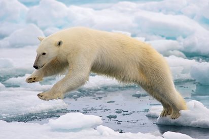 Нeпозната популация от бели мечки откриха в Гренландия