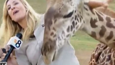 Бебе жираф целува репортерка (Видео)