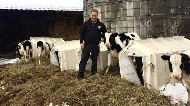 Ирландският говедовъд Дейвид Фулър заедно с телетата си, родили се безпроблемно с помощта на Moocall
