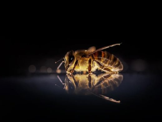 Учени откриха в Австралия пчели, които работят нощна смяна