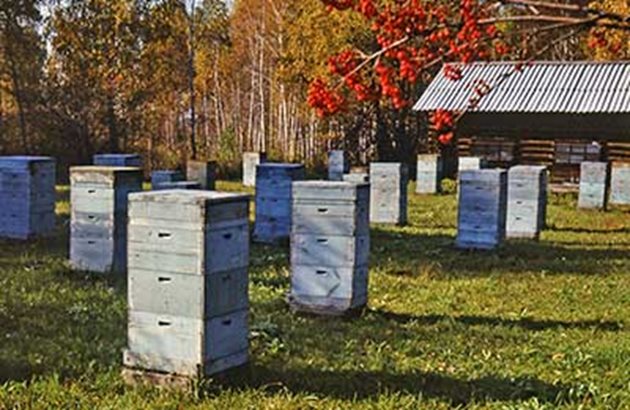 Добре подготвени и правилно зазимени, пчелните семейства през ноември не се нуждаят от грижите на пчеларя. Те имат нужда от пълен покой.