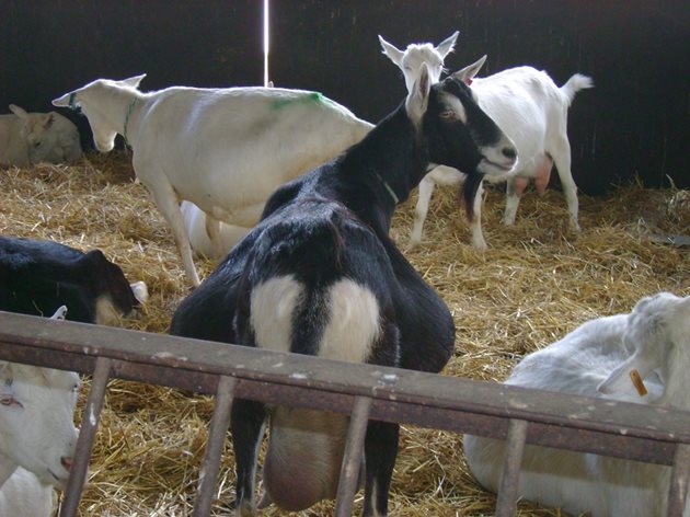 Пресушаването на бременните кози трябва да става постепенно. За да не се допусне възпаление, вимето трябва да се издоява напълно.