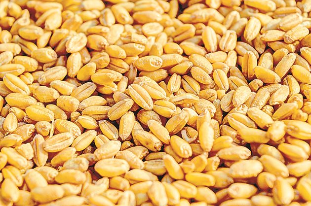 Неизвестни откраднаха 2 тона пшеница в добричкото село Присад. СНИМКА: АРХИВ