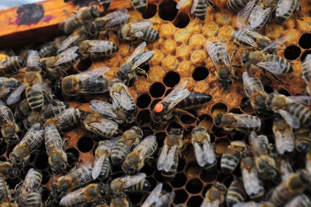 Често се случва пчелното семейство да е загубило своята майка още през декември, но пчеларят открива тази загуба едва през пролетта!