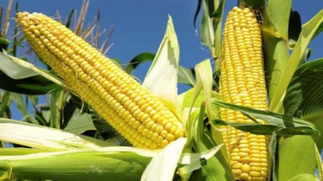 При недостиг на цинк добивите от царевица намаляват
