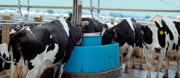 Осигурете на кравите си през лятото достатъчно прясна вода