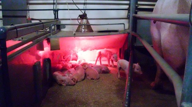Оптималната температура за свинята майка и за прасилото е различна. Изолираната област за укритие на прасенцата дава възможност да им се осигурят подходящите температурни условия, без да се правят компромиси с изискванията на свинята
