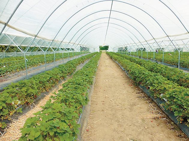 Оранжериите стават все по-предпочитани за производство, тъй като условията на средата в тях се контролират
