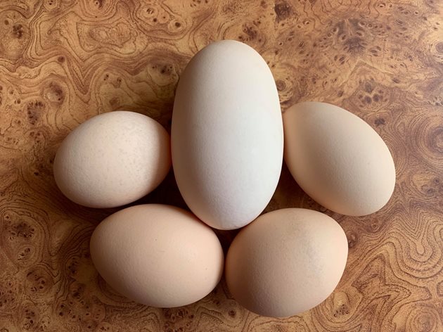 Така изглеждат грамаданските яйца, които периодично снася украинската кокошка-рекордьорка