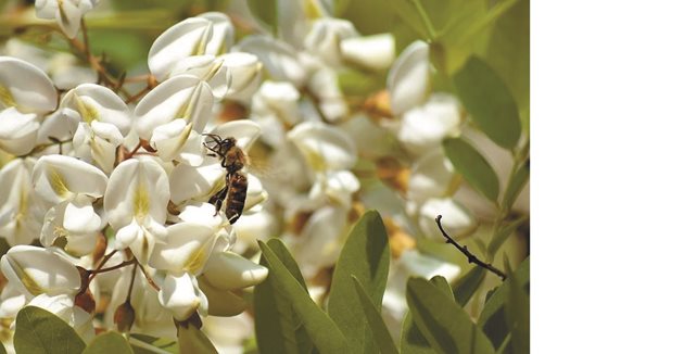 След приключването на първия основен медосбор - от бялата акация, основната задача на пчеларя е да премести пчелите на други медоносни масиви.