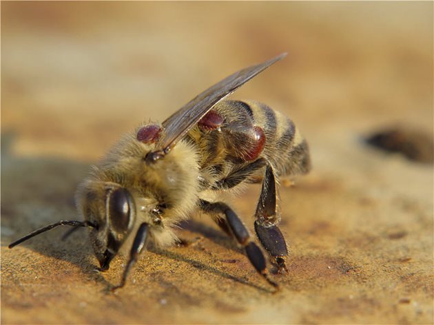 Самците не се хранят и скоро умират, а женските напускат килийките върху техните „хазяи”, т.е. върху пчелите или търтеите.