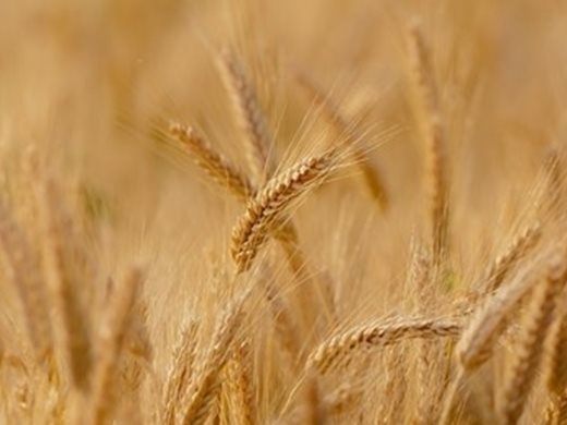 Няма "пропаднали" площи с пшеница и ечемик в Силистренско
