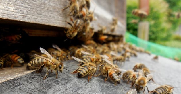 Единственият начин, с който той може да поддържат изкуствено активността на пчелите, е даването на храна или преразпределението на наличната храна в гнездото.