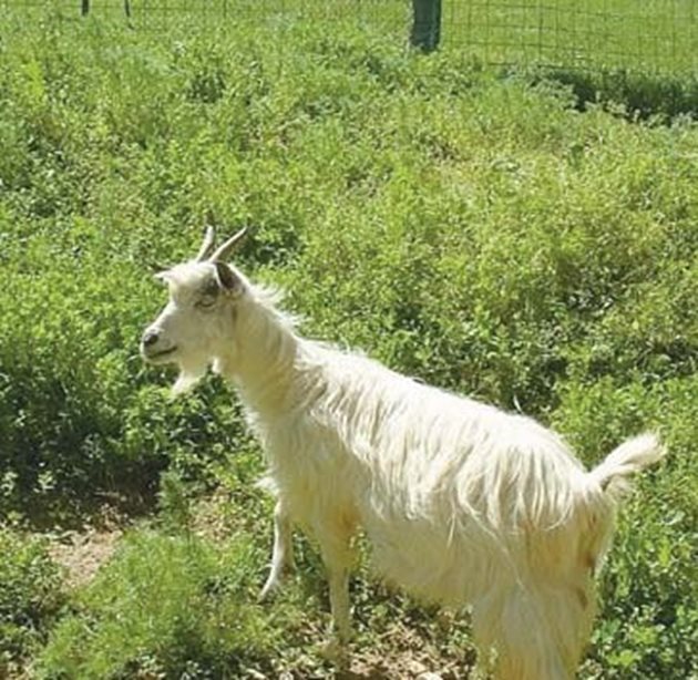 Лятото е периодът, когато козата трупа здраве за цялата година и набира сили за предстоящата 5-месечна бременност. Затова тя трябва да се движи достатъчно, но вземете мерки да я предпазите от слънчев и топлинен удар