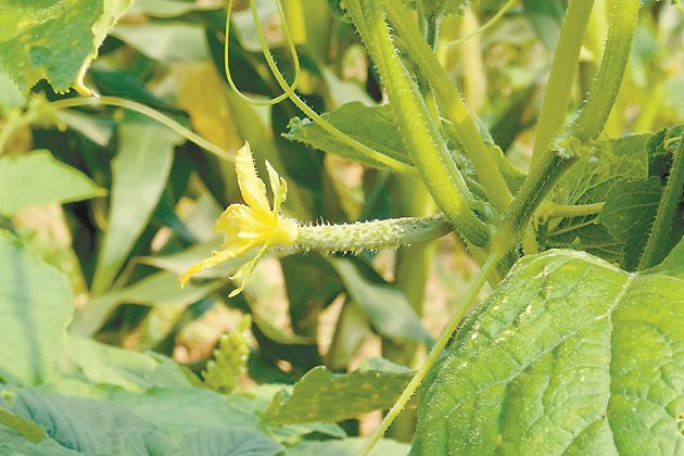 Краставиците имат интензивен растеж и се нуждаят от лесноусвоими хранителни елементи