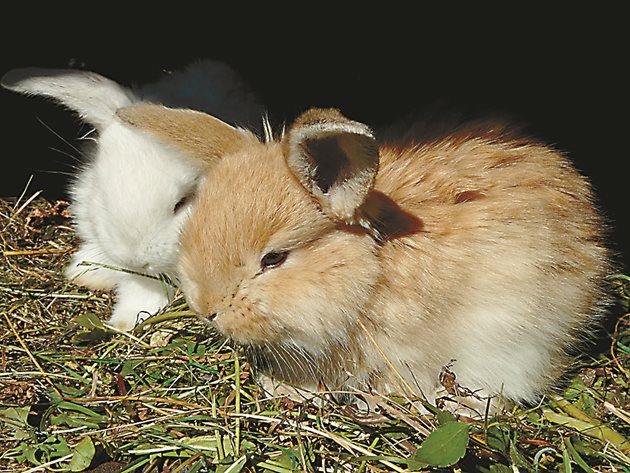 Заболяването се разпространява бързо и в продължение на 10-15 дни може да обхване всички зайчета. Добре е да дезинфекцирате клетката с бензинова лампа.