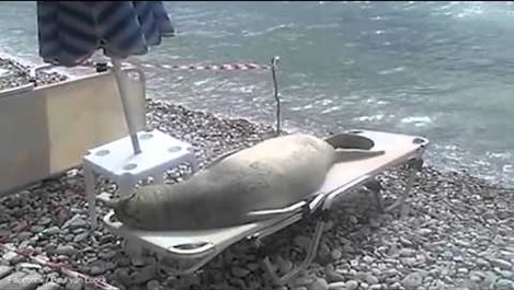 Вижте как морски лъв се препича на шезлонг на плажа (видео)