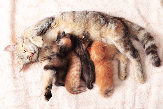 Котките имат развит майчински инстинкт и могат да изхранят и чужди котета