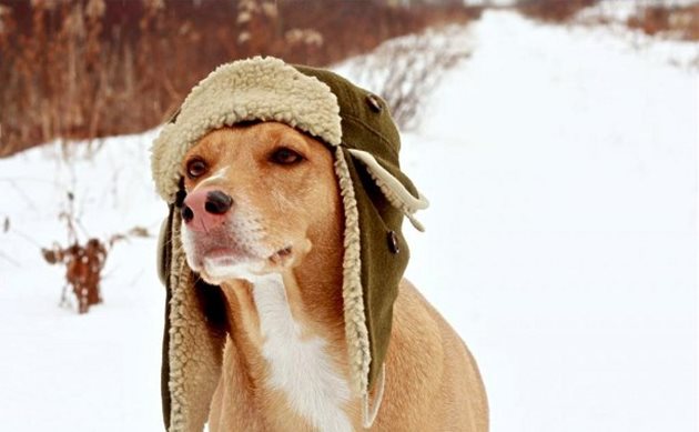 При по-възрастни кучета шапката също е препоръчителна - те често имат възпаление на ушите
