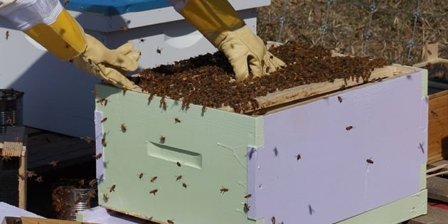 Подхранването за стимулирането на майката следва да започне около 2 месеца преди главната паша. Снимка beekeeping.eu