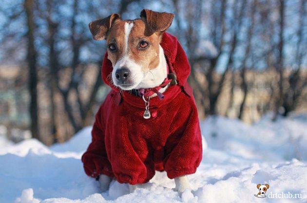 Облеклото на кучето защитава тялото от влага, замърсявания и измръзване
