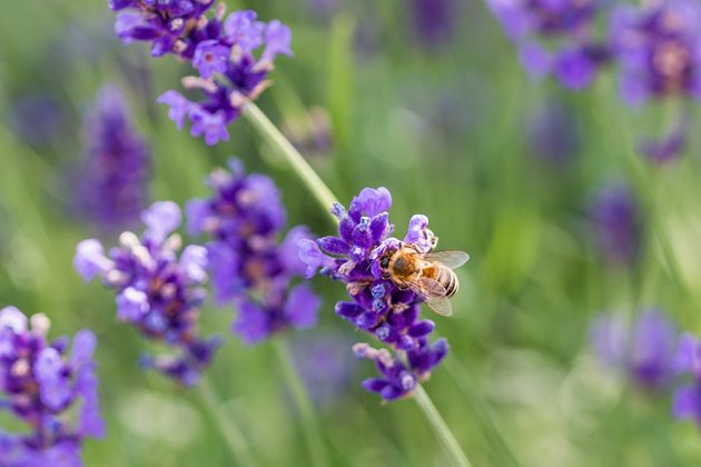 В подбалканските райони лавандулата е главната паша. От нея пчелите събират значителни количества ароматичен нектар и прашец.