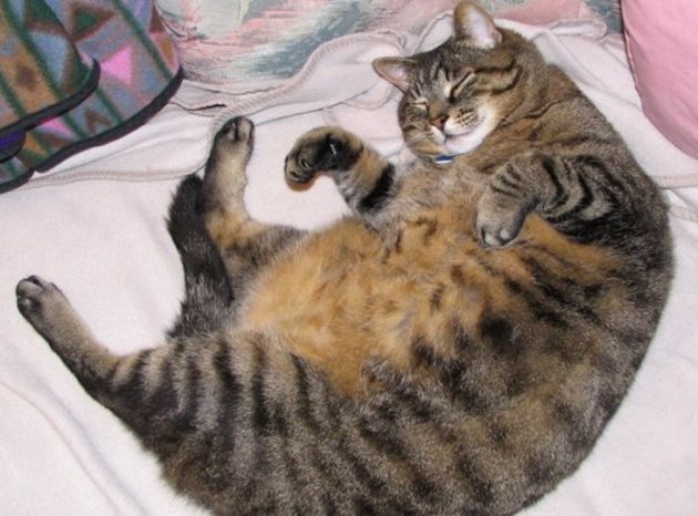Внимавайте любимката ви да не затлъстее. По правило затлъстялата котка износва по-големи котета. Но това може да доведе до тежко раждане.
