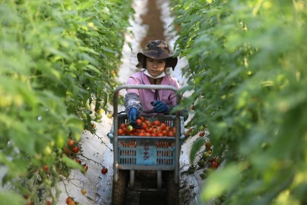В Япония все по-рядко се срещат млади хора в земеделието
