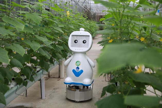 Земеделски робот се движи между два реда растения в оранжерия във Фуджоу, столицата на провинция Фуджиан
