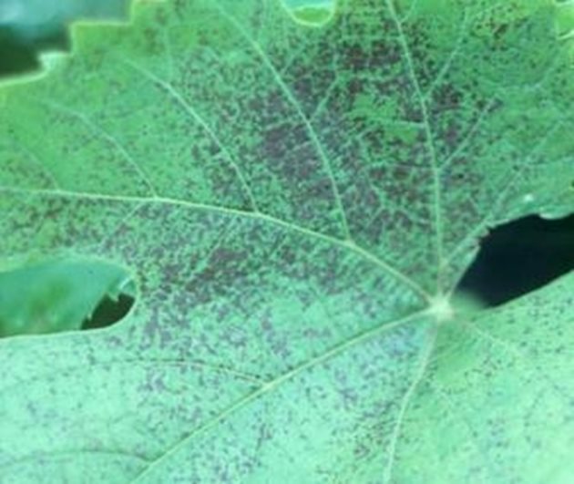 В края на лятото и началото на есента калият влияе положително върху подготовката за студения сезон, така листата страдат от липсата му в ранен и по-късен етап

