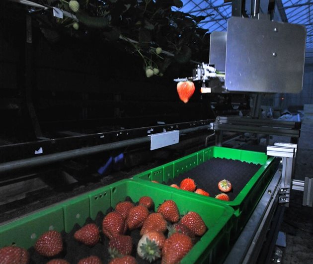 Високият 1,5 метра робот бере яркочервени ягоди в тъмното, без човешка помощ
