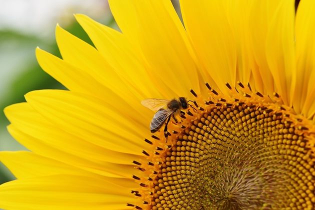 Слънчогледовият мед има тъмножълт до светлокафяв цвят и приятен вкус и аромат. Той може да се съхранява дълго време, без да се измени. При кристализиране образува едри кристали с прозрачен цвят. Като храна за пчелите той е много добър.