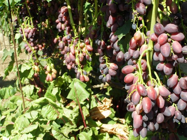 Фосфорните торове преди цъфтежа стимулират узряването на гроздовете
