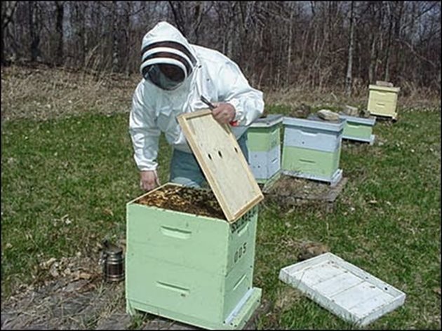 След приключване на зазимяването на пчелните семейства всички данни за тях се нанасят в тетрадка или бележник.