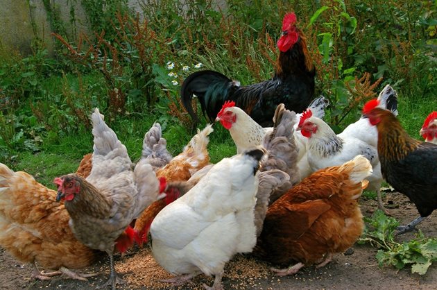 За да снасят кокошките, включете зеленина в дневната им дажба. Вече има коприва (а може и изсушена). Давайте им люцерново сено, стрито като брашно, моркови и сурови тикви, нарязани на дребно.
