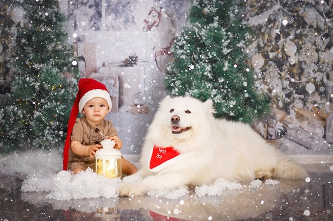 Първата Коледа на Адриан е бяла като в приказките, макар и само на снимка. Щастието обаче е в очичките му, защото е с най-добрата си приятелка Шуши. Така се казва достолепният самоед, който е домашният любимец на семейството.