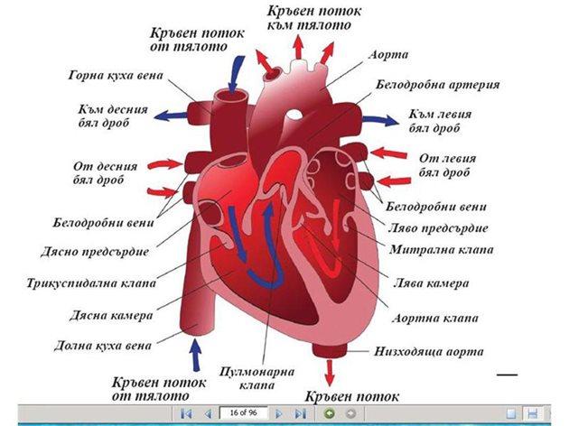 Структура на артериите, вените и пътя на кръвния поток, преминаващ през сърцето.