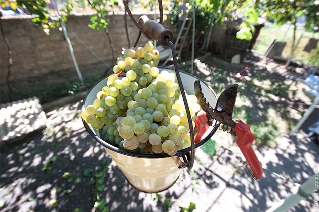 Когато са запазени отделни гроздове и част от листата, резитба на зелено не се прави. Не се извършва и при по-късните градушки - през юли и август.