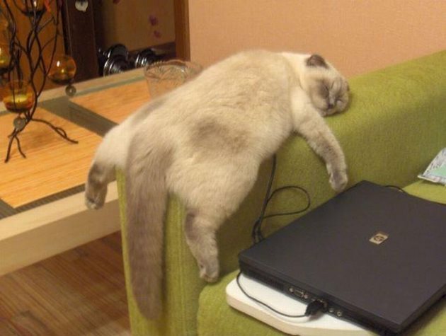 Фотьойлът е любимо място за сън на много котки