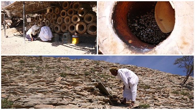 Традиционен метод на пчеларство с помощта на дървени трупи в Оман (горе вдясно и вляво). Ето как пчелен "ловец" проверява кошерите в Оманските планини.
