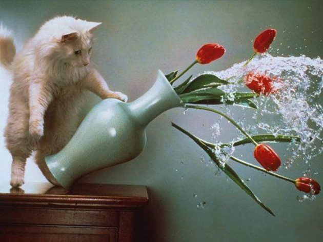 Къщите, в които живеят котки, обикновено остават без вази за цветя
